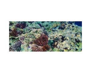 Moorea Coral
